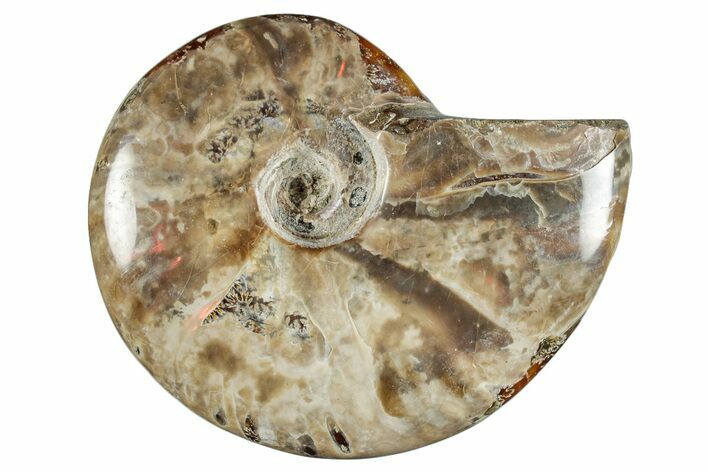 Polished Cretaceous Ammonite (Cleoniceras) Fossil - Madagascar #262129
